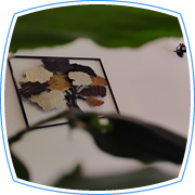 island of rab / insel rab / isola di rab / otok rab